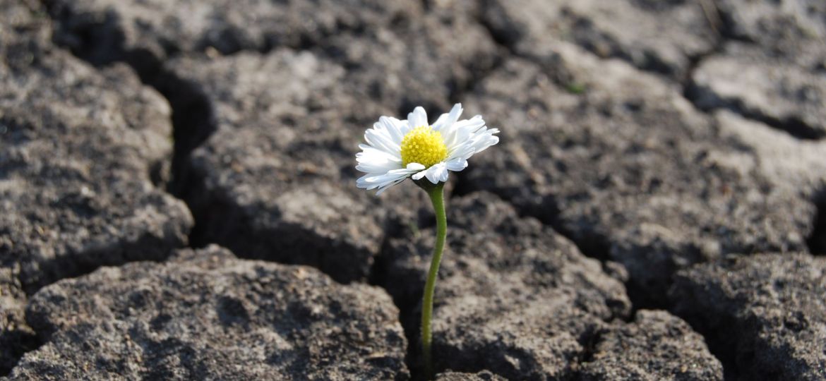 Flower has grown in arid cracked barren soil